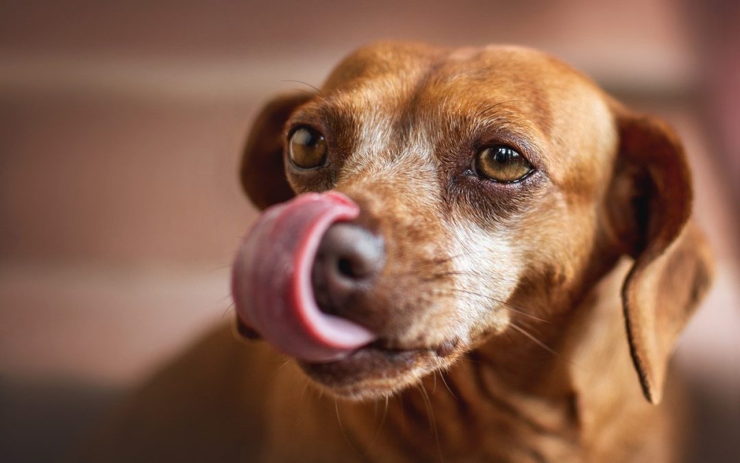 Reasons Why Your Dog Licks Their Paws