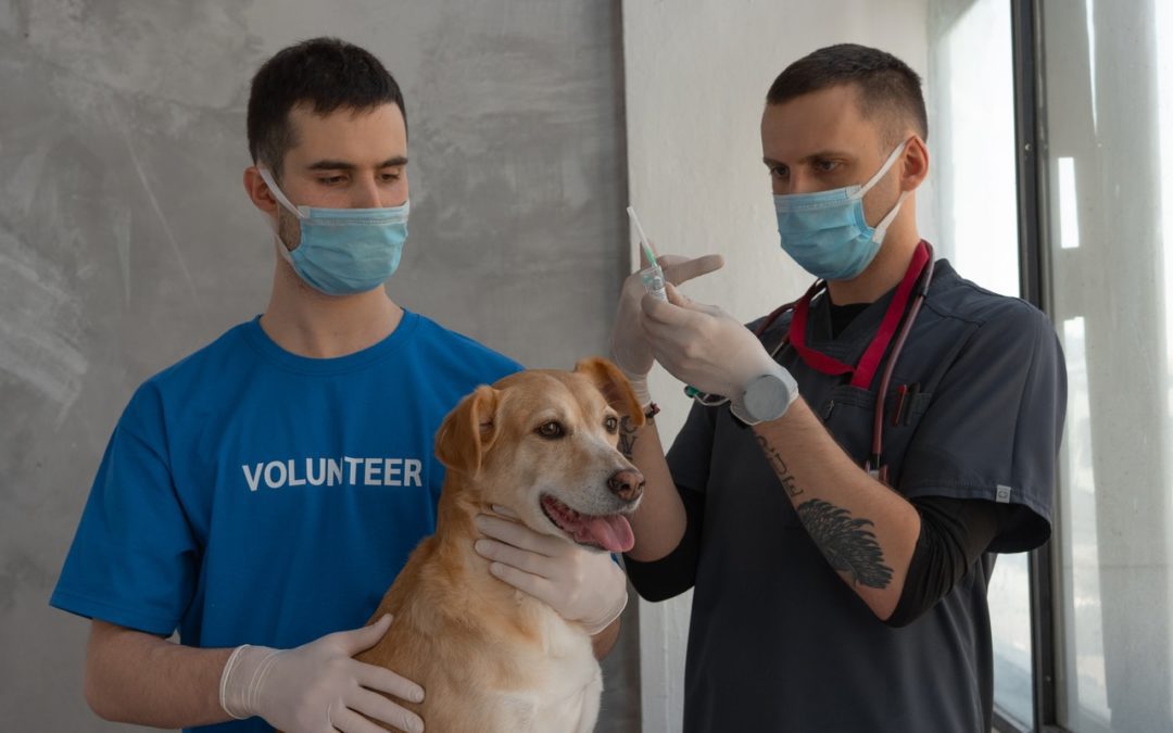 The Importance Of Pet Vaccinations | Alamogordo Animal Hospital