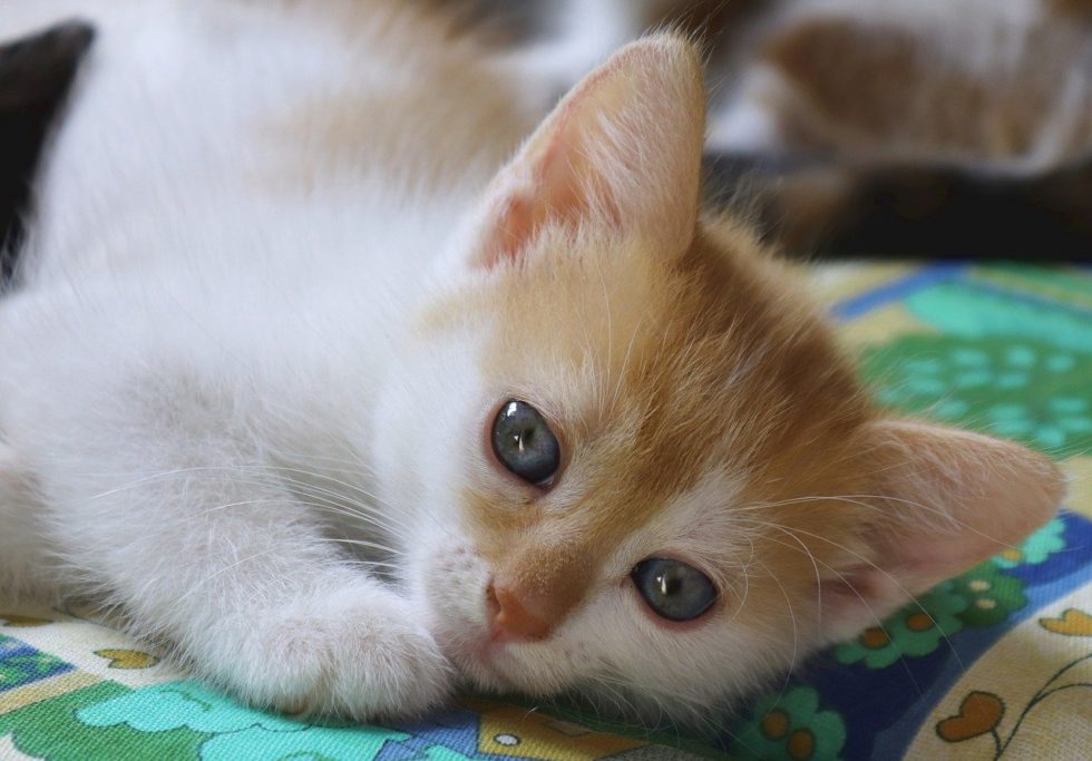 How To Recognize Signs Of Pain In Your Cat Alamogordo Animal Hospital