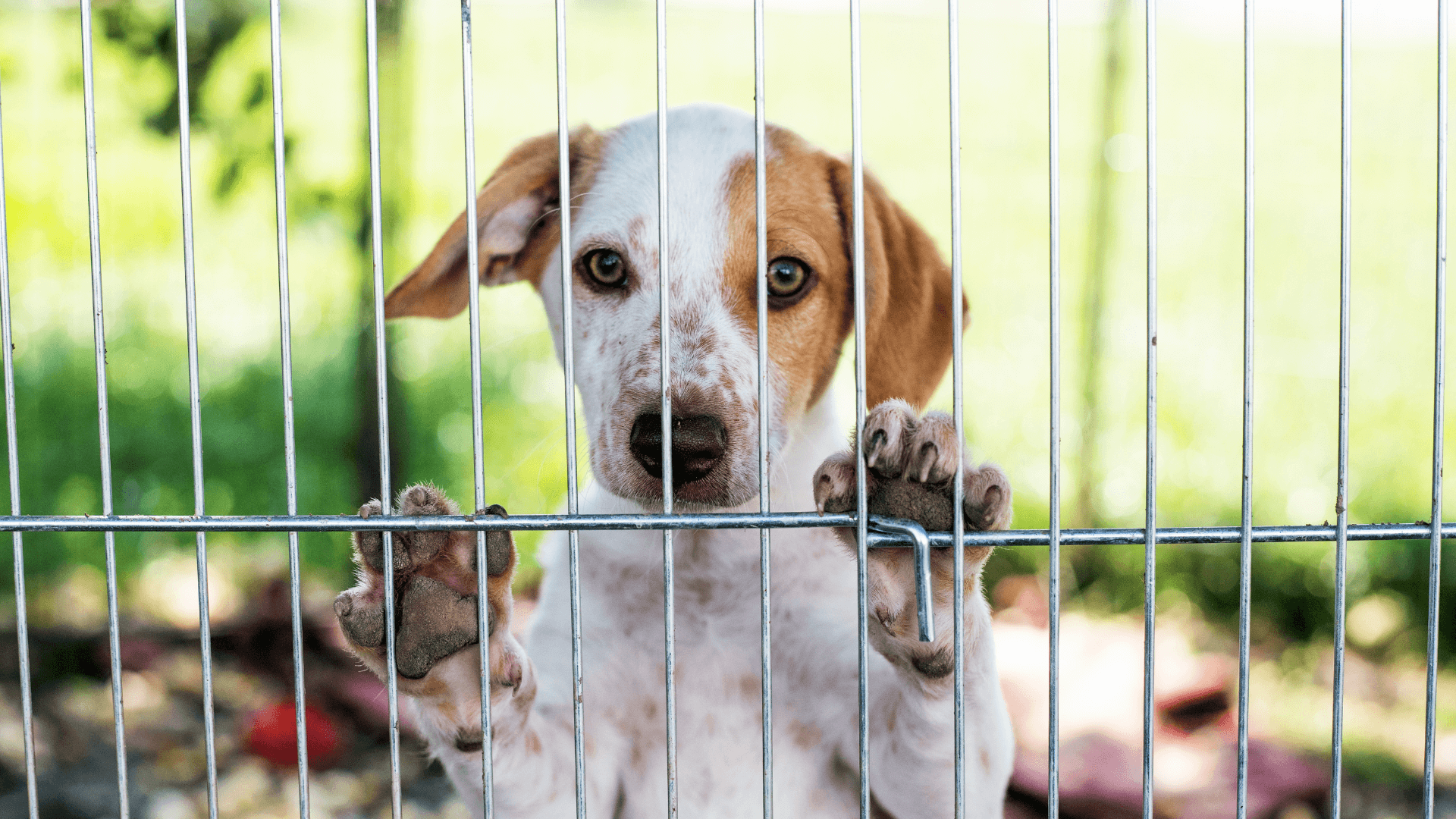dog behind fence
