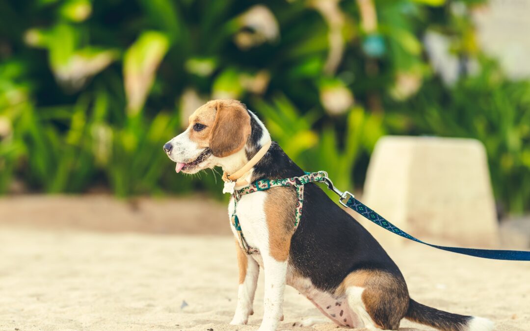 4 Tips for Preventing Pet Hazards on Walks