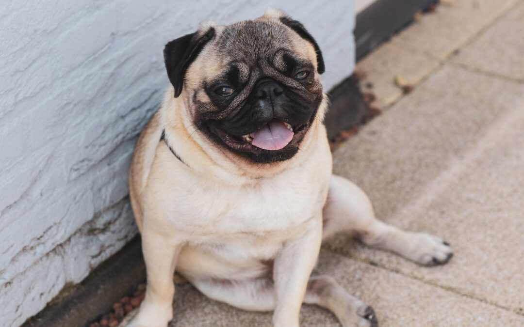 Pug resting on the floor with their tongue out