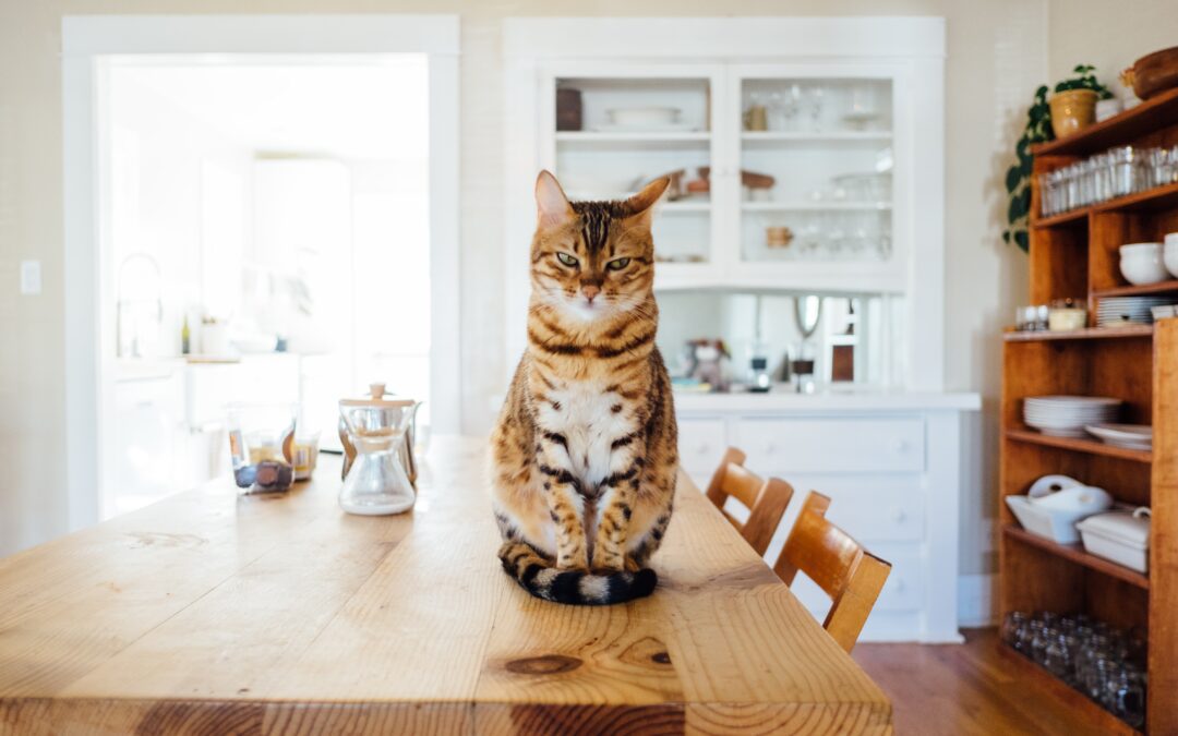 Tabby cat sitting on the kitchen table