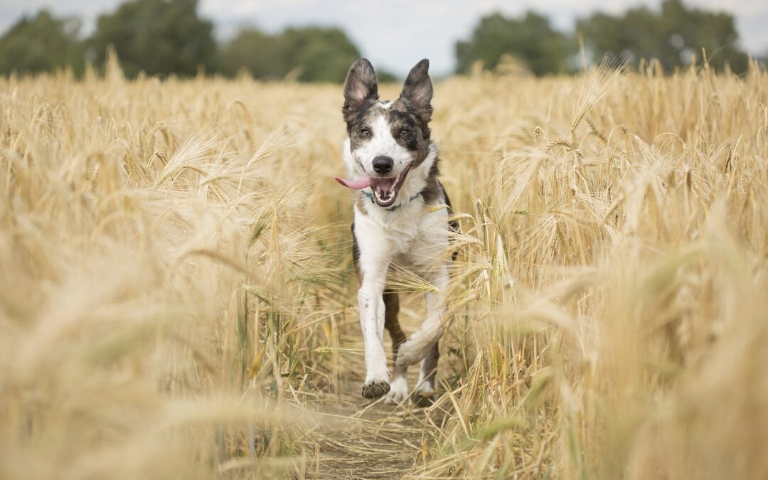 Brown and white spotted dog running through field