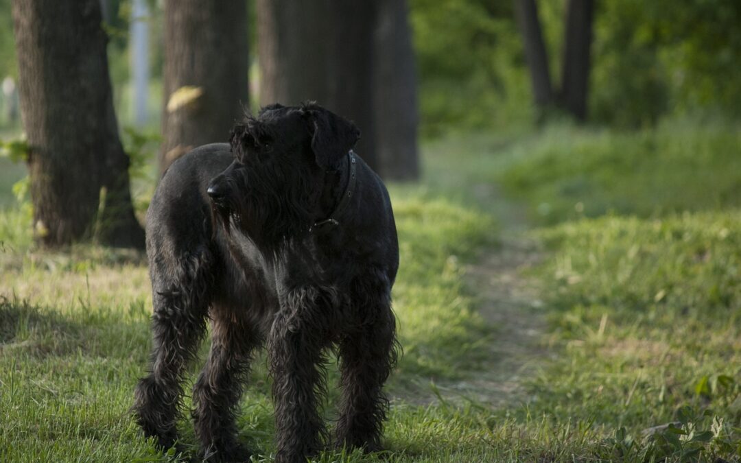 Black dog on trail