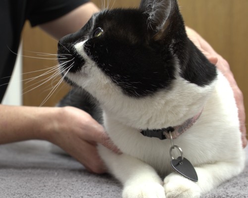 a vet holding a cat