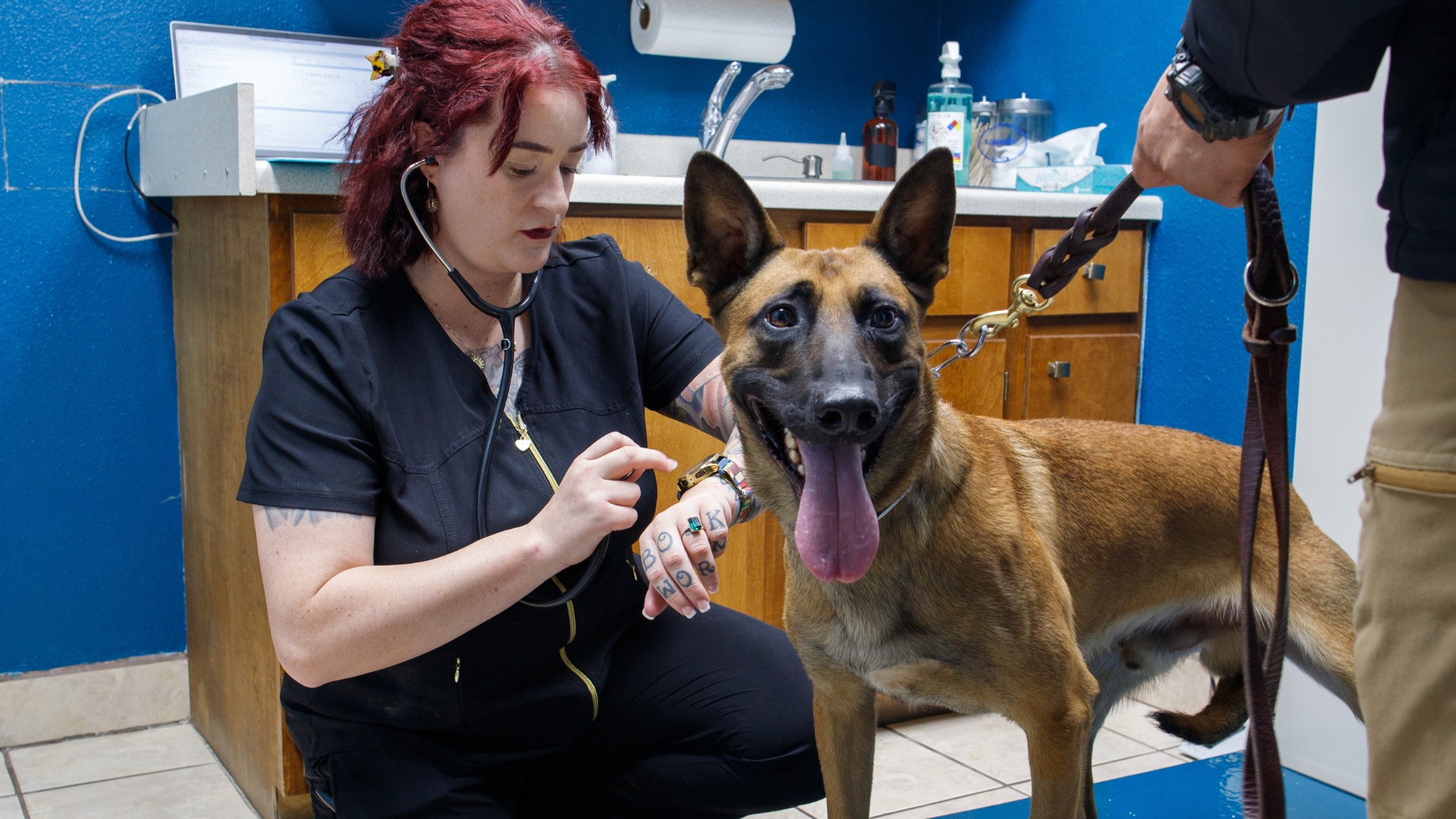 a vet examine a dog