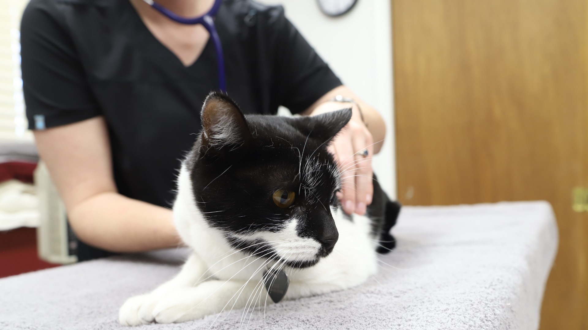 a vet staff examine a cat