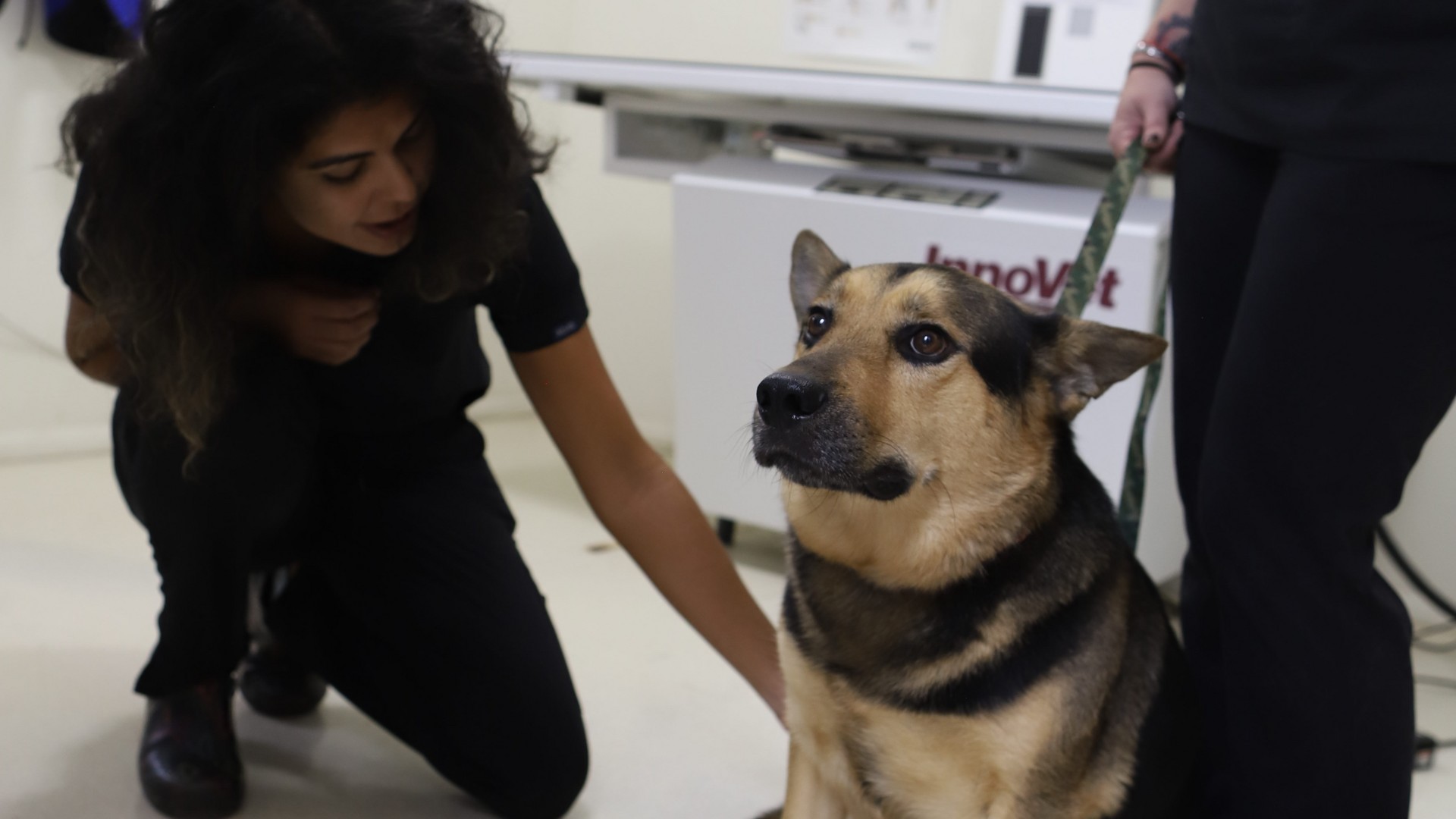 a vet staff gently petting a dog in a veterinary clinic