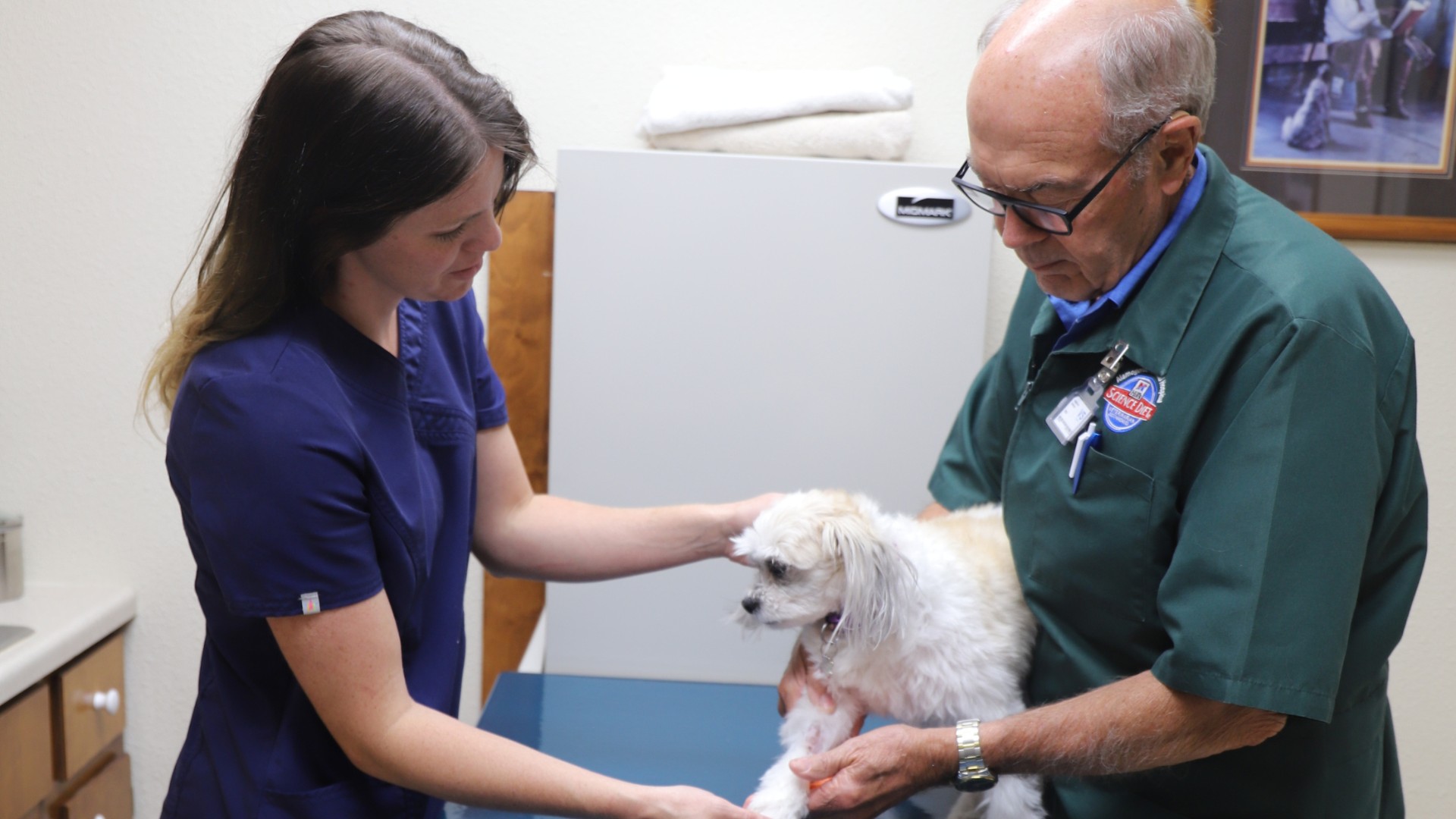 a vet examine a dog